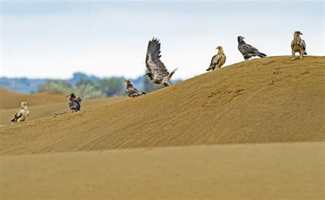 Beyond Jaisalmer in Rajasthan, only the most resilient raptors survive the surreal desert landscape