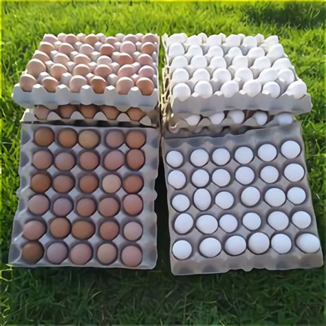 Aylesbury Duck Hatching Eggs for sale in UK | 79 used Aylesbury Duck Hatching Eggs