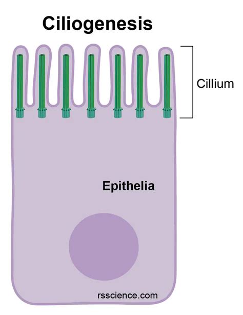 Centrosomes - the engine of cell division - definition, structure, function, and biology