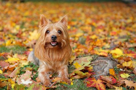 Silky Terrier Dog Breed Information & Characteristics