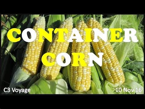 Container Corn - YouTube