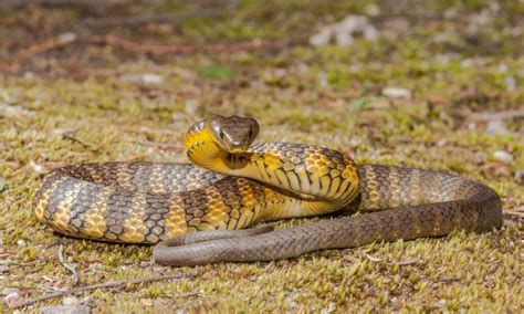 Copperhead vs Tiger Snake: What’s the Difference? - Wiki Point