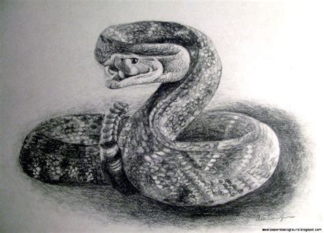 real drawings of reptiles | Serpente, Fotografia