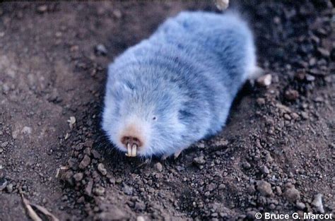 Let's do Some Zoology! - Silvery Mole Rat (Heliophobius argenteocinereus)