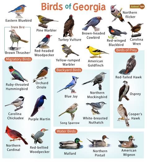 List of the Common Birds Found in Georgia – Facts with Pictures