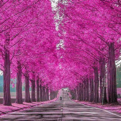 Shiga, Japan . | Beautiful roads, Most beautiful places, Beautiful nature