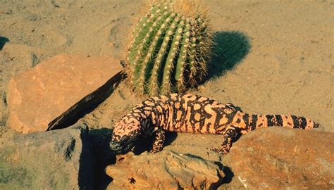 How Do Plants & Animals Adapt to the Desert? | Sciencing