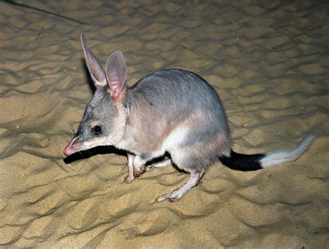 Greater Bilby Photograph by Miroslava Jurcik - Pixels