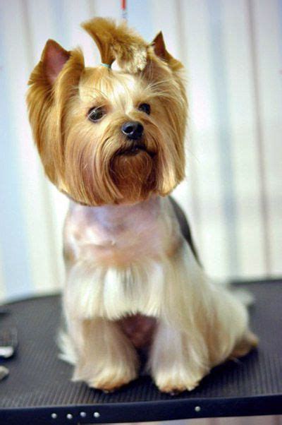 Explore Yorkie Haircuts Pictures And Select The Best Style For Your Pet ...