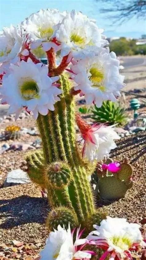 Arizona cactus garden – Artofit