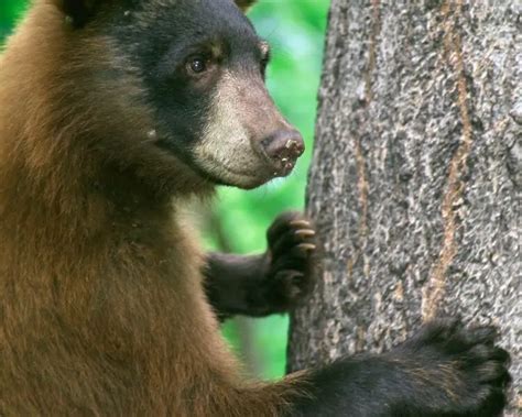 Cinnamon bear - Facts, Diet, Habitat & Pictures on Animalia.bio