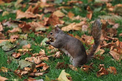 At St James Park, London | St james' park, Squirrel, Animals