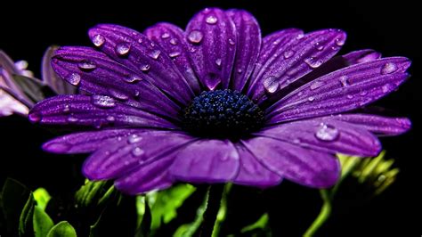 Wallpaper Resolutions - Purple Flowers With Black Background (#451157) - HD Wallpaper ...