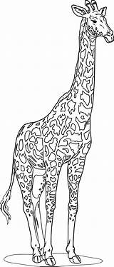 Printable Realistic Animal Coloring Pages sketch template