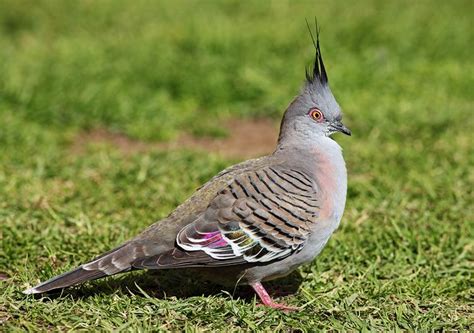 Crested pigeon - Alchetron, The Free Social Encyclopedia