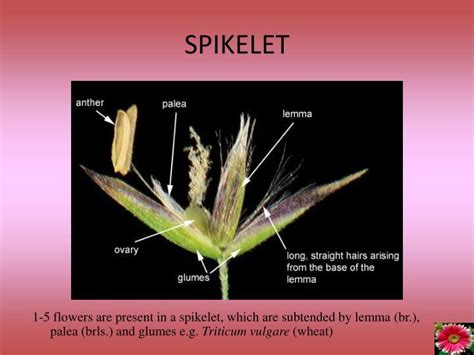 PPT - FLOWER ARRANGEMENT ON FLORAL AXIS: INFLORESCENCE PowerPoint ...