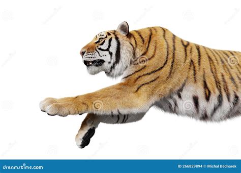 Tiger Jumping Attack Isolated Stock Photo - Image of angry, attack ...