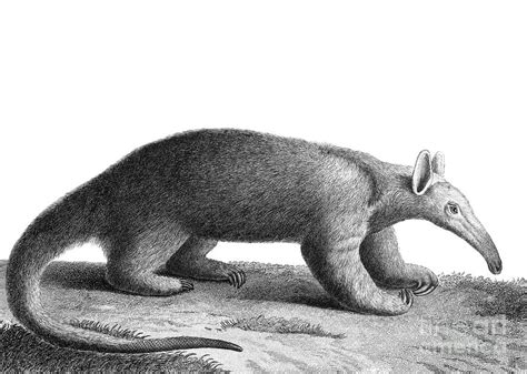 Tamandua Anteater, 1809 Drawing by Felix de Azara - Pixels