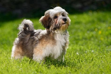 10 Best Hypoallergenic Dogs - Dogs That Don't Shed » Petsoid