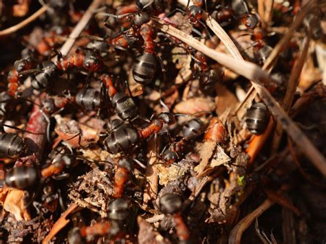 4 Signs Of An Ant Infestation: Canberra Pest Control