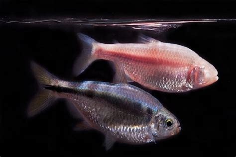 FAU | Blind Cavefish, Extreme Environments and Insomnia | http://www.fau.edu/newsdesk/articles ...