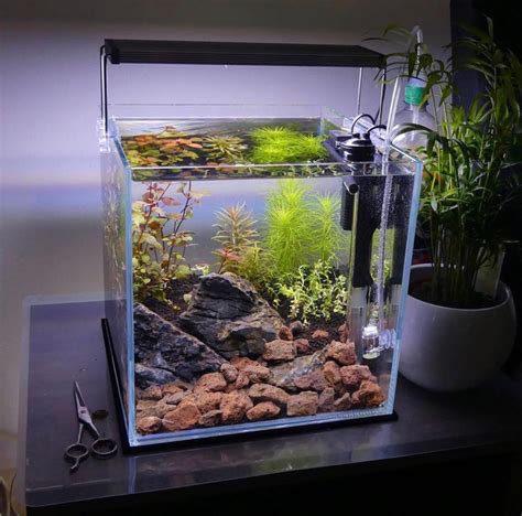 The Best Betta Tank 2020 | Reviews By The Aqua Guru