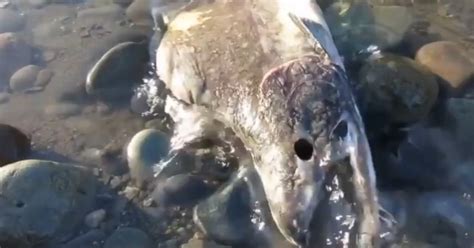 The surprising phenomenon of “zombie salmon”: the most violent death among fish | News Rebeat