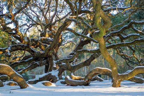 ***Beauty of Charleston, SC in snow. | Winter scenes, Aquatic birds ...