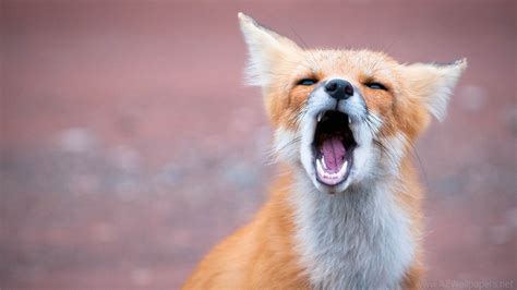 Cute Baby Fox Wallpaper (54+ images)