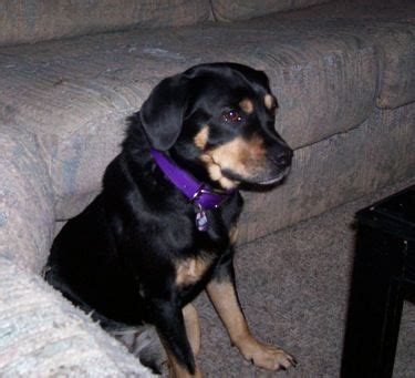 Reagle Information and Pictures, Rottweiler Beagle Hybrid Dogs, Reagles | Rottweiler mix, Hybrid ...