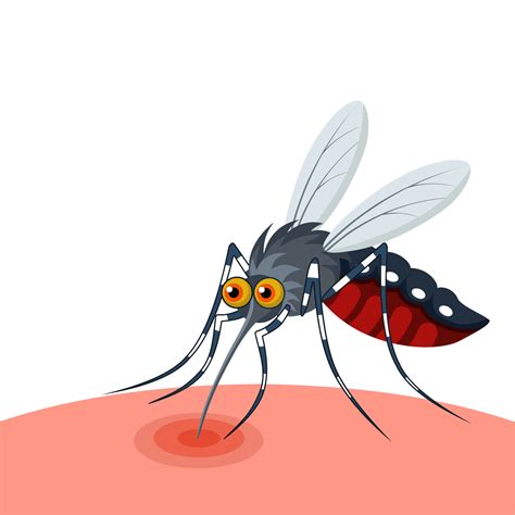 Vector illustration of a mosquito sucking blood, isolated on white background, as a banner ...