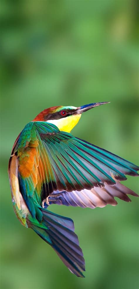 Beautiful European-bee-eater in flight - About Wild Animals