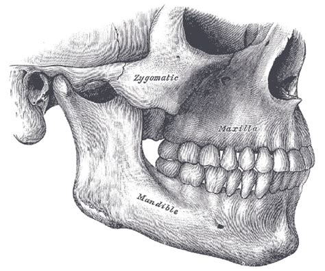 Human JAW | Anatomía del esqueleto humano, Arte de anatomía humana, Arte de anatomía