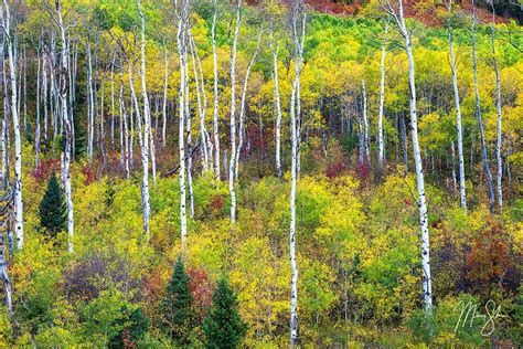 Colorado Fall Colors: Awesome Photography Locations – Mickey Shannon ...