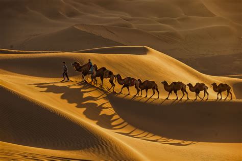 camels in the desert | Deserts, Desert travel, Camels