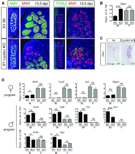 Loss of Cyp26b1 in XY Gonads Causes Ovotestis Formation and Ectopic ...