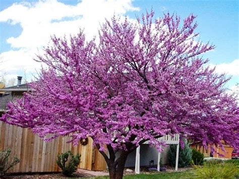 Redbud Tree Varieties - PlantingTree