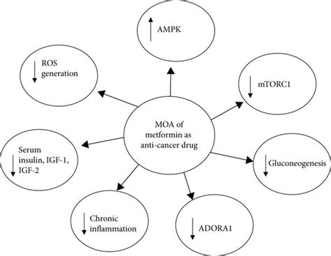 Mechanisms of antineoplastic action of metformin. MOA: mechanism of ...