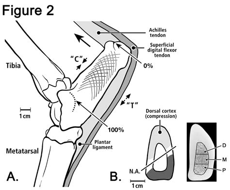 Artiodactyl Calcaneus Model and Trajectorial Theory | Team Bone