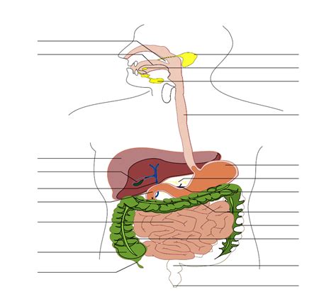 File:Digestive system diagram no labels arrows.svg - Wikimedia Commons