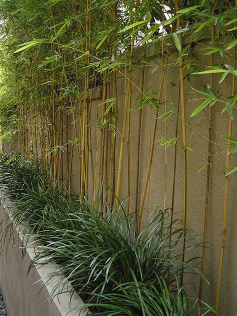 Bamboo Landscaping | Houzz