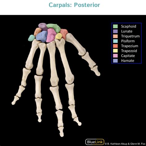 Gross Anatomy Glossary: Hand - Bones (Photos) | ditki medical & biological sciences