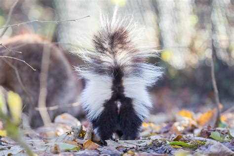 Love Stinks: How to handle skunk mating season – 614NOW