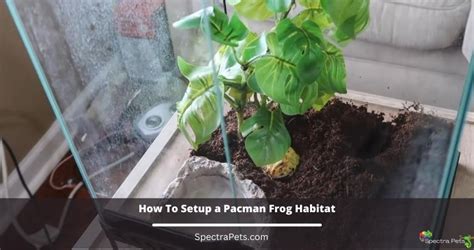 How To Setup A Pacman Frog Habitat: [The Right Way]