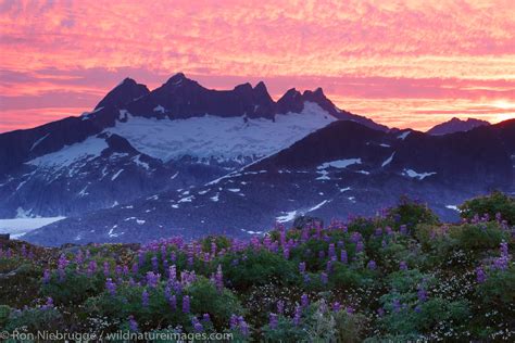 Mendenhall Glacier | Tongass National Forest, Alaska. | Photos by Ron ...