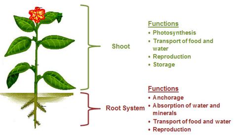 Root System And Shoot System - calibretips