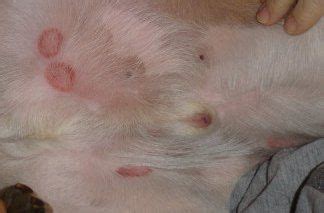 Ringworm in Dogs: Symptoms, Causes, Treatment | Dog ringworm, Ringworm ...