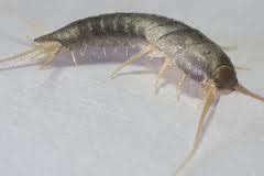 How to get rid of silverfish permanently in less than 7 days