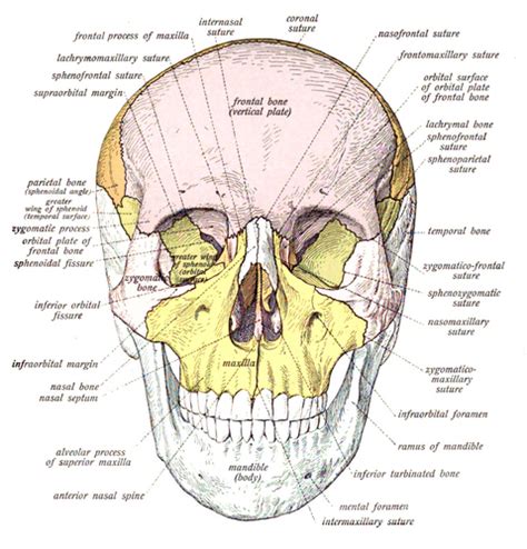 Psychology of Medicine: Human skull