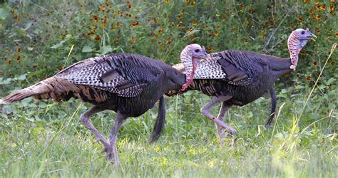 Texas turkey hunting: Is Lavaca County a Rio Grande hotspot?